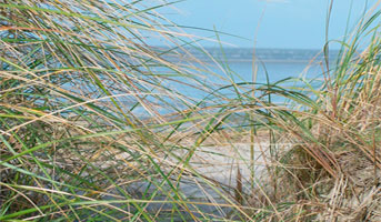 Blick dürch die Dünen in St. Peter-Ording