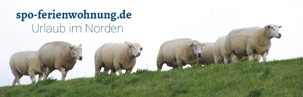 Die Schafe halten auch in St. Peter-Ording den Deich zusammen